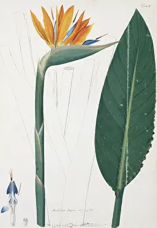 Reginae: Strelitzia regina, bird of paradise