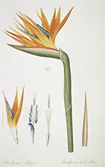 Fleurs: Strelitzia reginae, bird of paradise