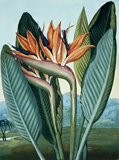 Reginae: Strelitzia reginae, Queen plant