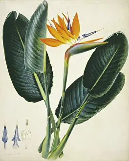 Stennett: Strelitzia sp