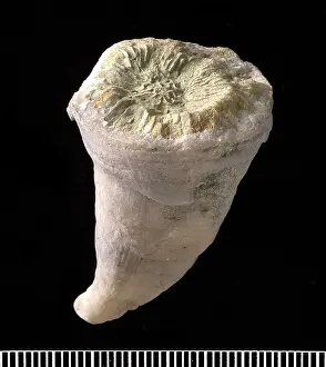 Ordovician: Streptelasma, coral
