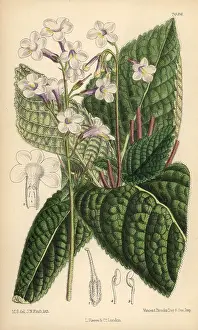 Hand Coloured: Streptocarpus parviflora, native of the Cape