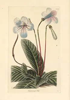 Loddiges: Streptocarpus rexii