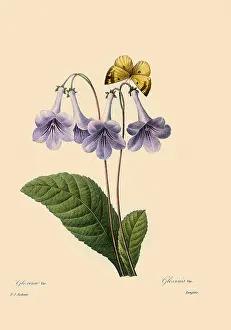 Hooker: Streptocarpus rexii