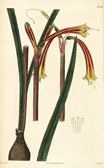 John Curtis: Striated cyrtanthus, Cyrtanthus striatus