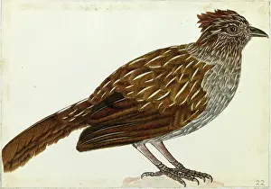 Himalayas: Striated Laughingthrush, Garrulax striatus
