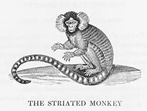 Buffon: STRIATED MONKEY (BEWICK)