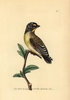 Striatus: Striated pardalote, Pardalotus striatus