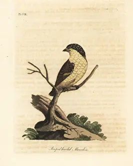 Striatus: Striated pardalote, Pardalotus striatus