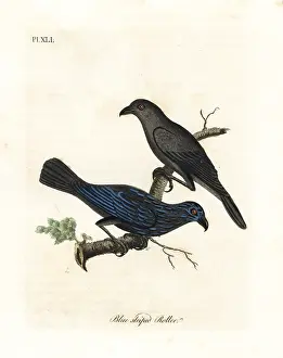 Coracias: Striated starling, Aplonis striata