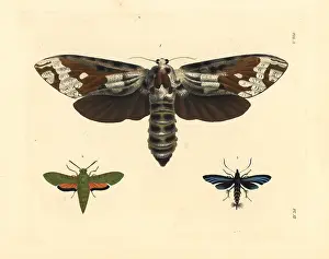 Crassus: Strigocossus crassa, Basiothia medea, and