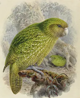 Psittaciformes: Strigops habroptilus, kakapo