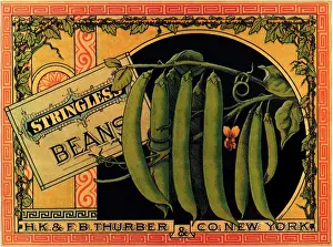 Vegtable: String Bean Label