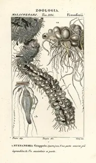 Pretre: String jellyfish, Apolemia uvaria