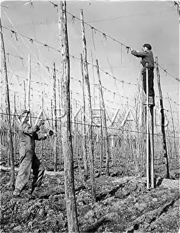 Stringing: STRINGING FOR HOPS