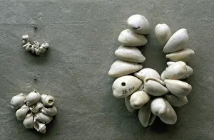 Widely: Strings of Cowrie shells. Through the ages, these
