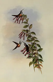 Hermit: Stripe-Throated Hermit, PhaEothornis Striigularis