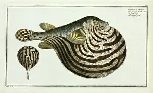 Starry: The Striped fish (Arothron stellatus)