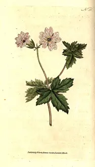 Versicolor: Striped geranium, Geranium versicolor