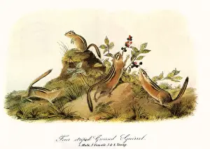 Keeps: Striped Ground Squirrel