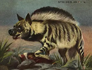 Prairie: Striped Hyena