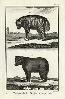 Encyclopedie: Striped hyena and brown bear