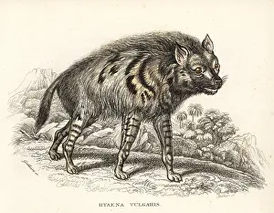 Hyena: Striped hyena, Hyaena hyaena