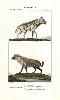 Hyena: Striped hyena, Hyaena hyaena, and spotted hyena
