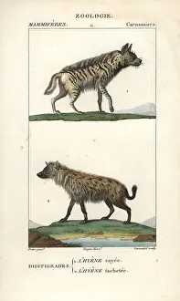 Hyena: Striped hyena, Hyaena hyaena, and spotted hyena
