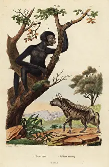 Dumenil: Striped hyena and siamang, endangered