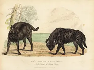 Smellie: The Striped Hyena and Spotted Hyena
