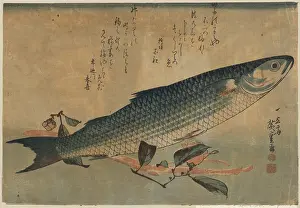 Mullet: Striped mullet (Bora)
