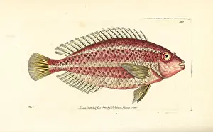 Parrotfish: Striped parrotfish, Scarus iseri