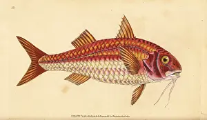 Mullet: Striped red mullet, Mullus surmuletus