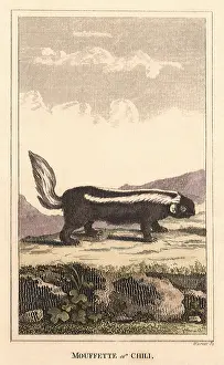 Skunk: Striped Skunk