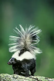 Odor: Striped Skunk Mephitis