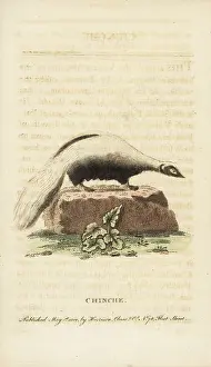 Mephitis: Striped skunk, Mephitis mephitis
