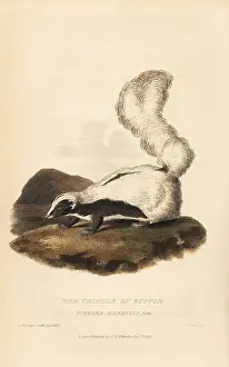 Mephitis: Striped skunk, Mephitis mephitis