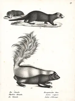 Mephitis: Striped skunk and otter