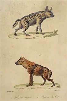 Hyena: STRIPED & SPOTTED HYENA