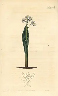 Squill: Striped squill, Puschkinia scilloides