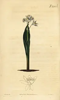 Squill: Striped squill, Puschkinia scilloides