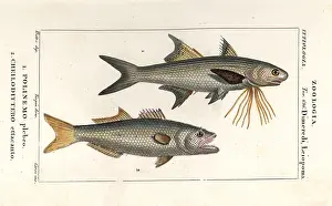 Chinois: Striped threadfin and bluefish