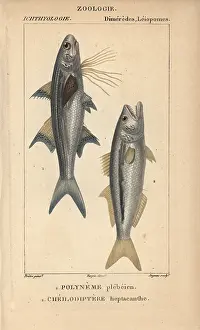 Threadfin: Striped threadfin, Polydactylus plebeius, and