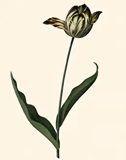 Dionysius: Striped Tulip