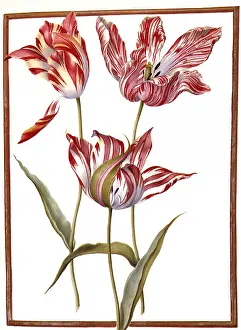 Stems: Striped Tulips