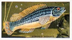 Wrasse: STRIPED WRASSE/1928