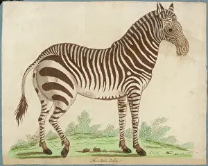 Delineated: ZEBRA