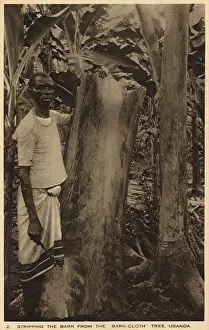 Stripping: Stripping the bark from the barkcloth tree, Uganda