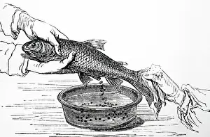 Stripping: Stripping eggs from a fish at a fish farm